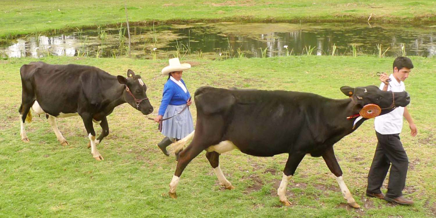 Compromiso con la salud pública y bienestar integral - Estudiante de Veterinaria y Zootecnia de la UPAO investiga sobre la fascioliasis en humanos y bovinos.